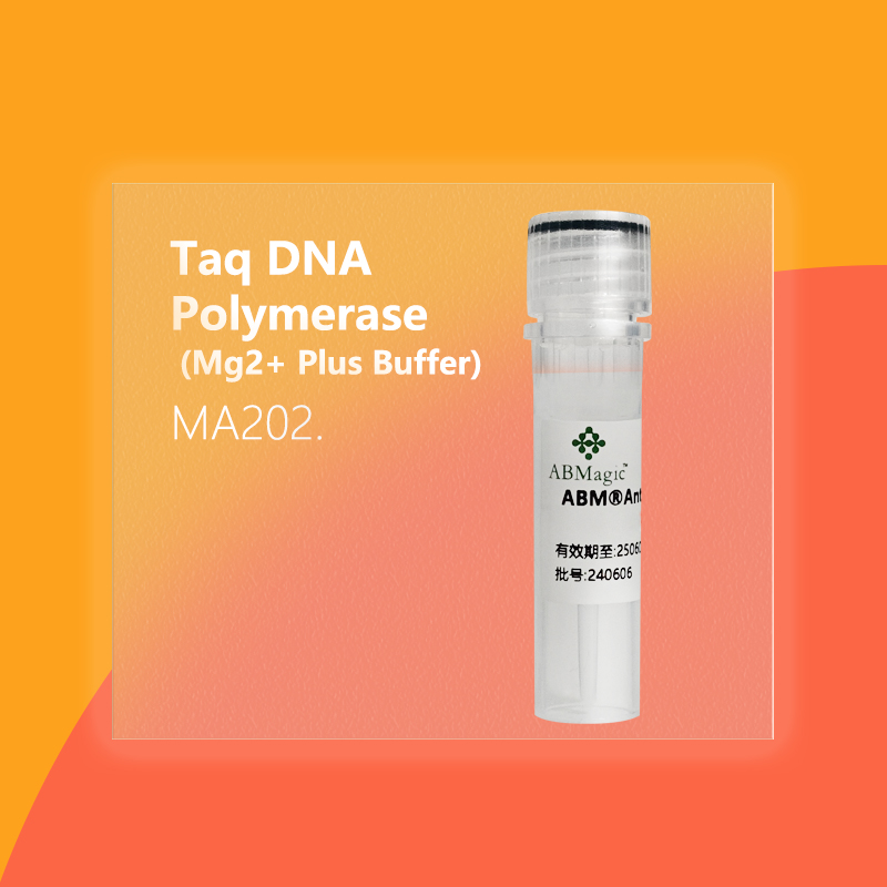 Taq DNA Polymerase (Mg2+ Plus Buffer)