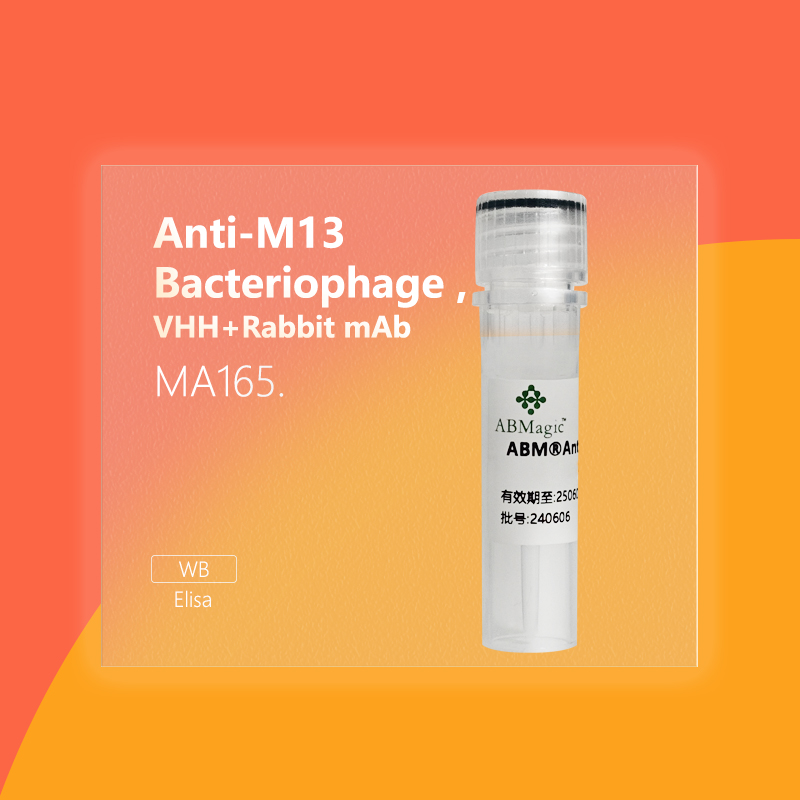 ABM®Anti-M13 Bacteriophage ,Rabbit mAb