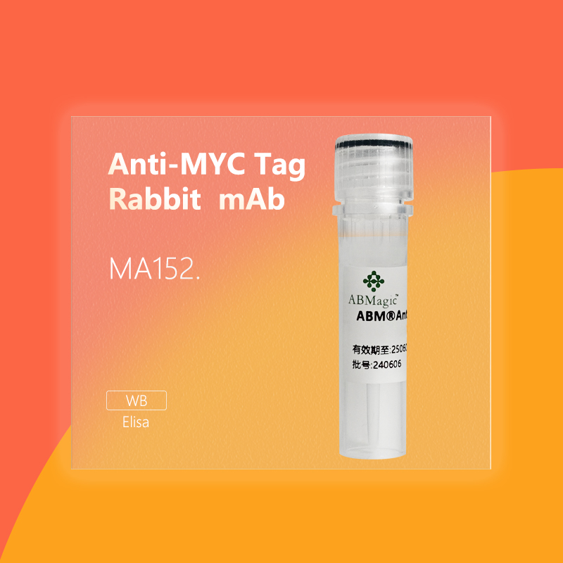 ABM®Anti-MYC Tag Rabbit mAb
