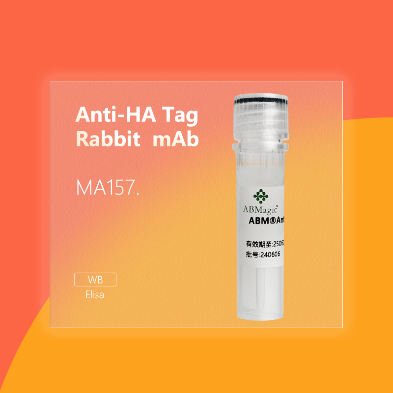 ABM®Anti-HA Tag Rabbit mAb
