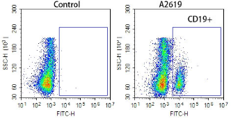 Anti-mouse CD19 Recombinant Antibody （GFP tag）