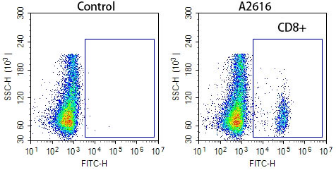 Anti-mouse CD8 Recombinant Antibody （GFP tag）